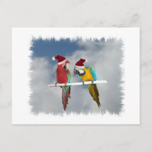 Två macaw Santas Helg Vykort