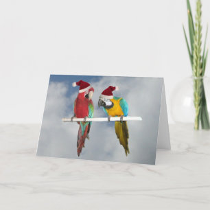 Två macaw Santas Helgkort