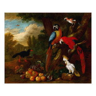 Två Macaws en Cockatoo och en Jay med Fruit Fototryck