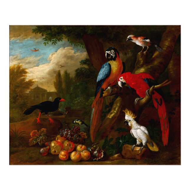 Två Macaws en Cockatoo och en Jay med Fruit Fototryck (Framsidan)