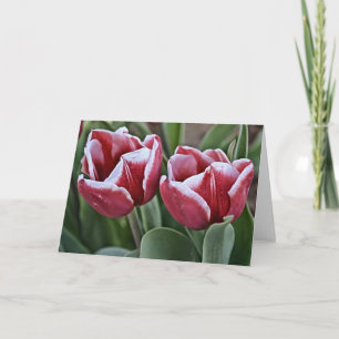 Två Magentor Tulip Flowers Kort