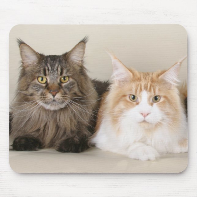Två maine Coon Cats Musmatta (Framsidan)