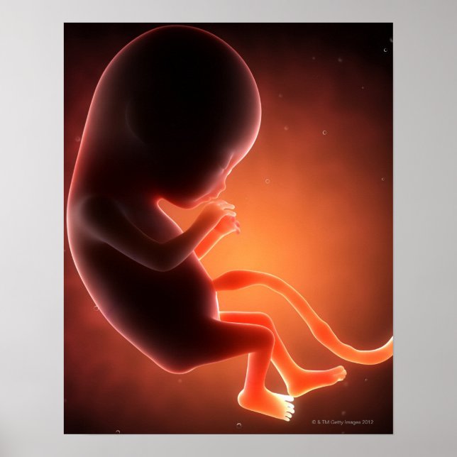 Två månader gammal fetus poster (Framsidan)