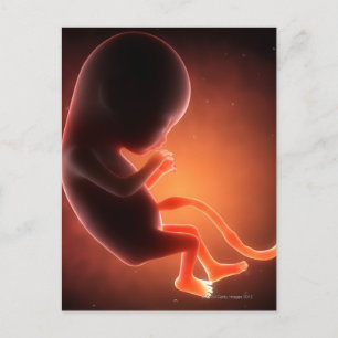 Två månader gammal fetus vykort