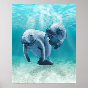 Två manater Swimming Poster