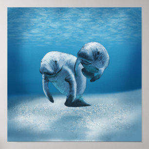Två manater Swimming Poster