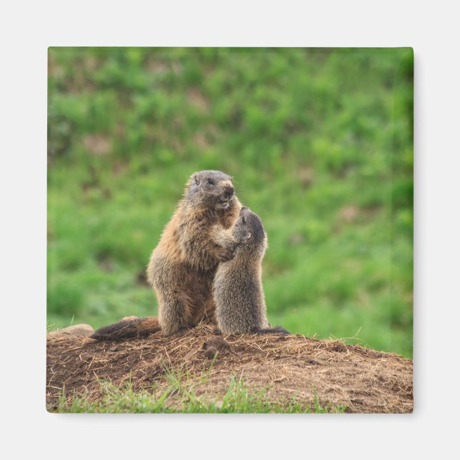 Två marmotter magnet (Framsidan)