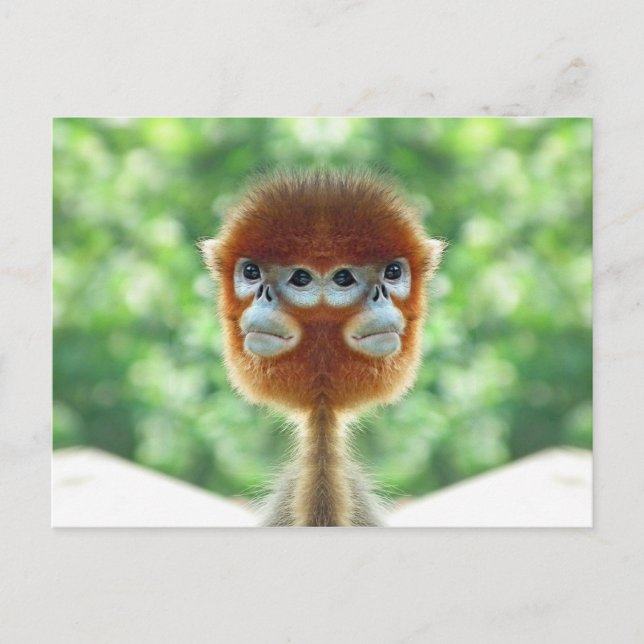 Två med rubriken Baby Monkey Vykort (Framsida)