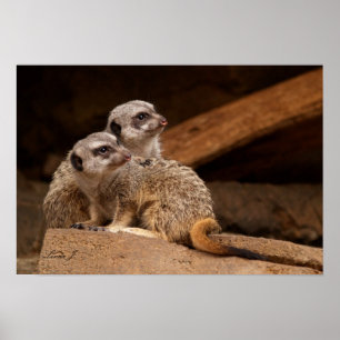 Två Meerkat-Kanvastryck Poster