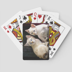 Två Mekong Bobtail Tabby Point Kittens Casinokort