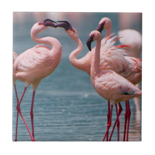 Två mindre flamingo-hanar (Phoenicopterus Minor) Kakelplatta