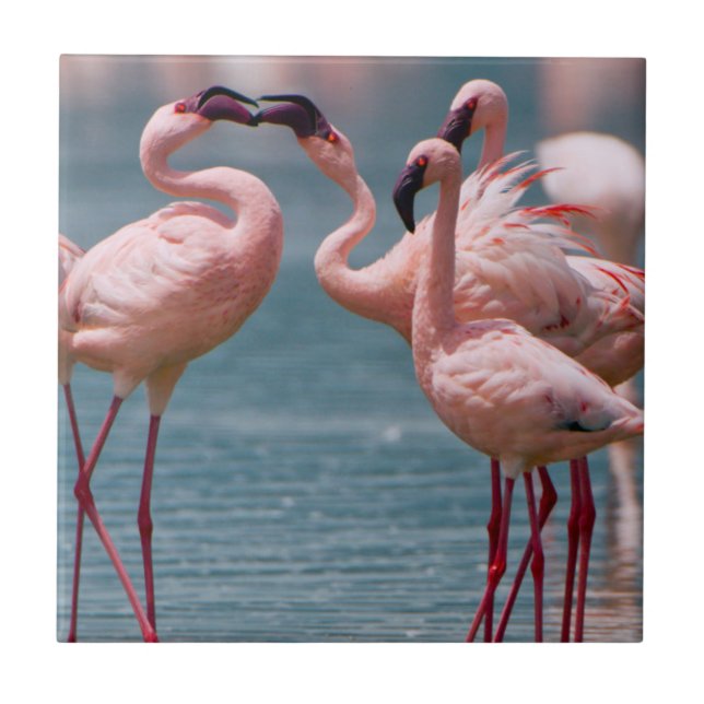 Två mindre flamingo-hanar (Phoenicopterus Minor) Kakelplatta (Framsidan)