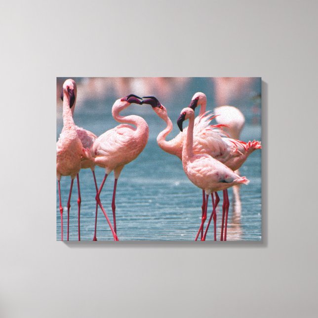 Två mindre flamingohannar (Phoenicopterus Minor) Canvastryck (Framsida)