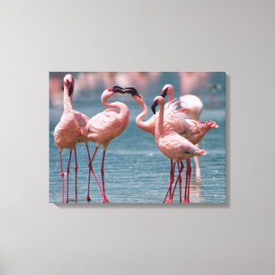 Två mindre flamingohannar (Phoenicopterus Minor) Canvastryck