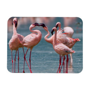 Två mindre flamingohannar (Phoenicopterus Minor) Magnet
