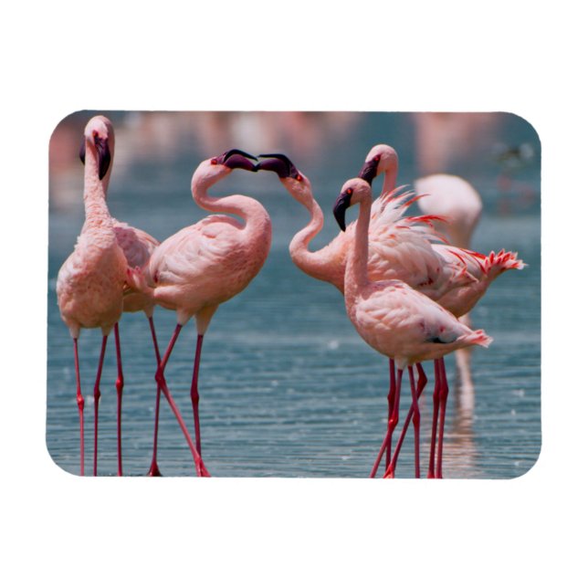 Två mindre flamingohannar (Phoenicopterus Minor) Magnet (Horisontell)