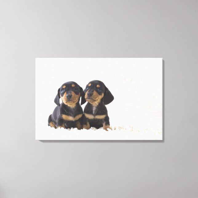 Två Mini Dachshund Sitta Canvastryck (Framsida)