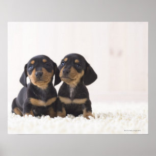 Två Mini Dachshund Sitta Poster