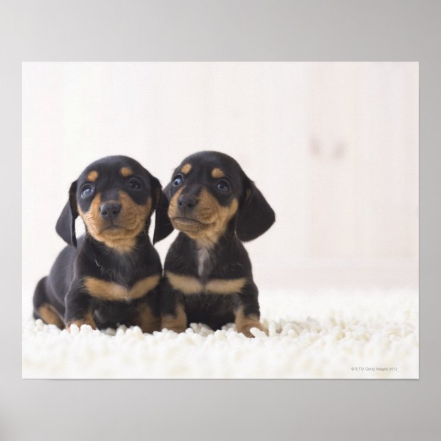 Två Mini Dachshund Sitta Poster (Framsidan)