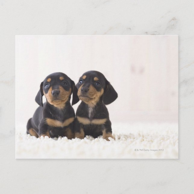 Två Mini Dachshund Sitta Vykort (Framsida)