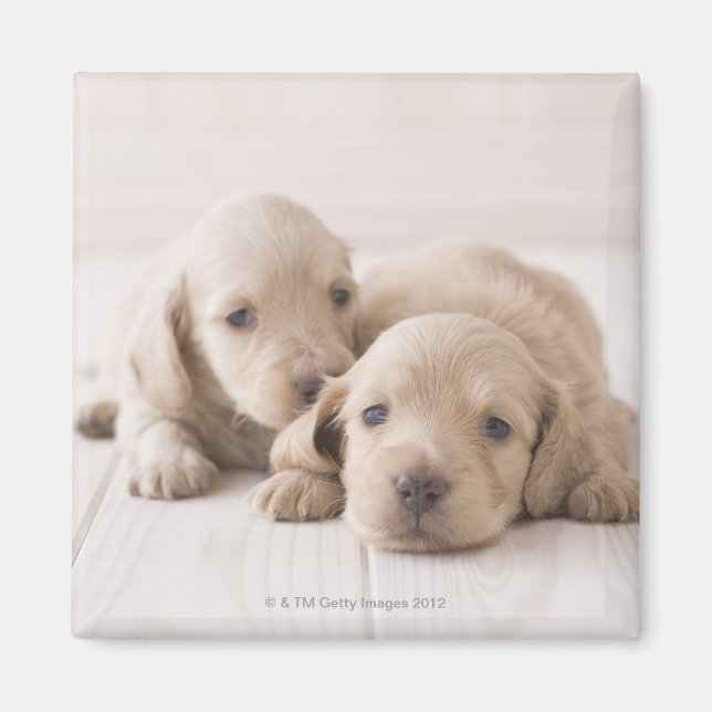 Två Miniature Dachshund Magnet (Framsidan)