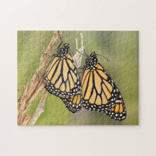 Två Monarch Butterfly's Puzzle Pussel