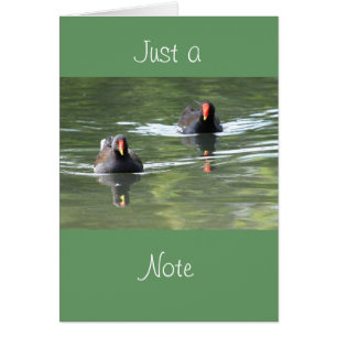 Två Moorhens Hälsningskort