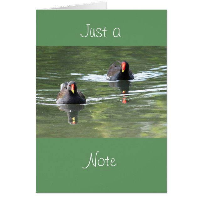 Två Moorhens Hälsningskort (Framsidan)