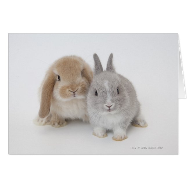 Två nederländska dvärggårdar och Holland Lop bunni Hälsningskort (Framsidan Horizontal)