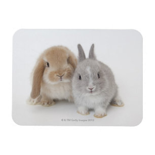 Två nederländska dvärggårdar och Holland Lop bunni Magnet