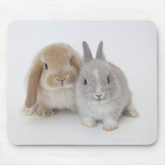 Två nederländska dvärggårdar och Holland Lop bunni Musmatta (Framsidan)