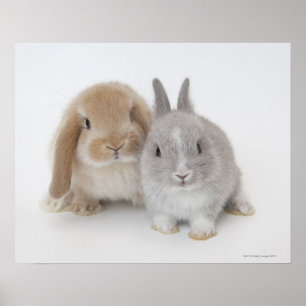 Två nederländska dvärggårdar och Holland Lop bunni Poster