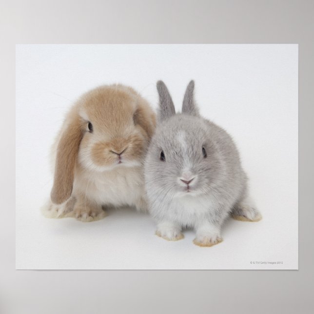 Två nederländska dvärggårdar och Holland Lop bunni Poster (Framsidan)