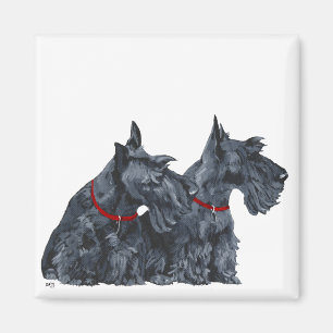 Två nyfikna skotska terrier magnet