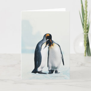 Två ömtåliga penguiner kort
