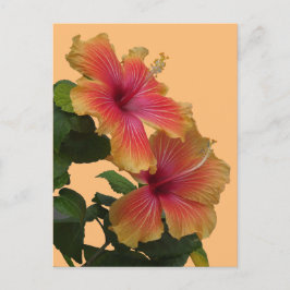 Två Orangar Hibiscus Flowers Cust. DIY-vykort Vykort