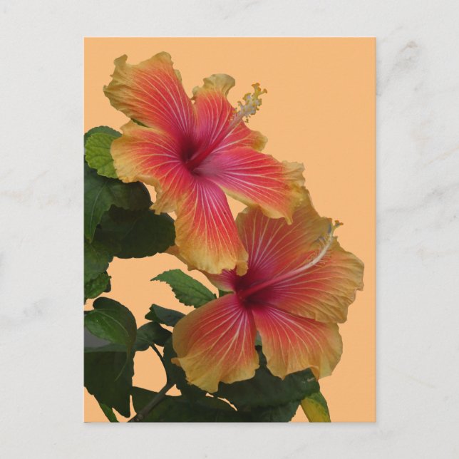 Två Orangar Hibiscus Flowers Cust. DIY-vykort Vykort (Framsida)