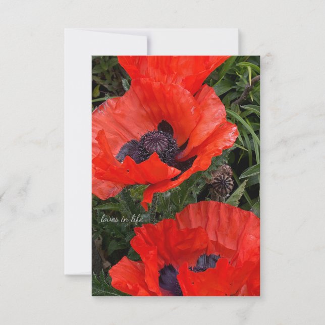 Två Orangar orientaliska poppies Anteckningskort (Framsida)