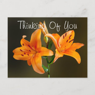 Två Orangars tiger Lilies och Buds Photographic Vykort