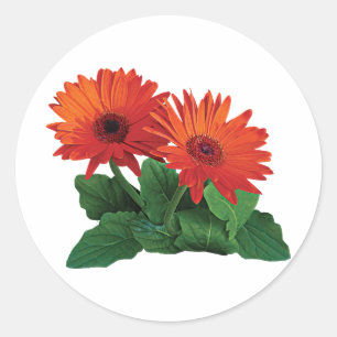 Två Orange Gerbera-Daisy Runt Klistermärke