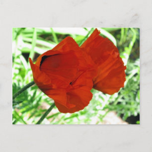 Två orientaliska vallmor Blomma Foto Vykort