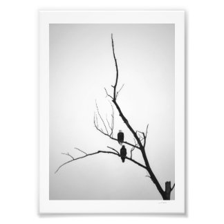 Två örnar fototryck