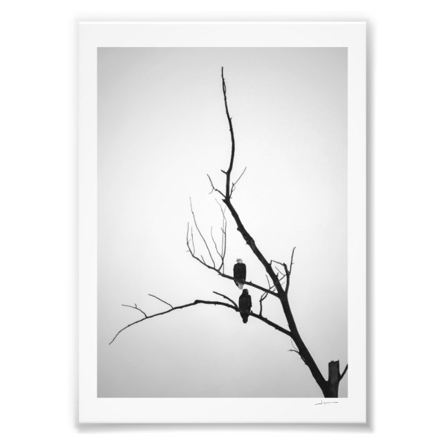 Två örnar fototryck (Framsidan)