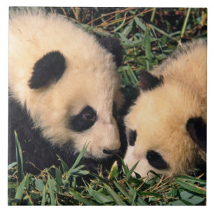 Två pandaungar i bambubuskage, Wolong, Kakelplatta