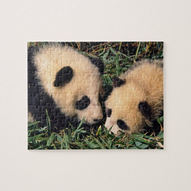 Två pandaungar i bambusdjungel, Wolong, Pussel (Horisontell)