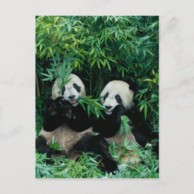 Två pandor som äter bamboo tillsammans, Wolong, 2 Vykort (Framsida)
