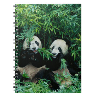 Två pandor som äter bamboo tillsammans, Wolong Anteckningsbok