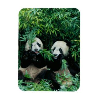 Två pandor som äter bamboo tillsammans, Wolong Magnet
