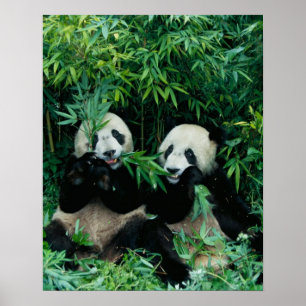 Två pandor som äter bamboo tillsammans, Wolong Poster