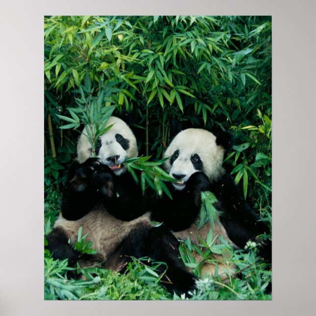 Två pandor som äter bamboo tillsammans, Wolong Poster (Framsidan)